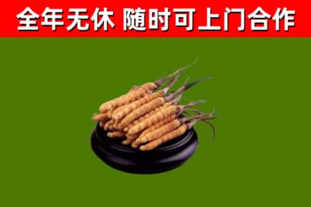 舞阳回收散虫草
