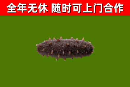 舞阳回收海参干